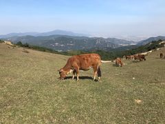 -大姆山草场