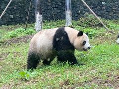 -都江堰中华大熊猫苑