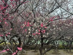 -白塘生态植物园