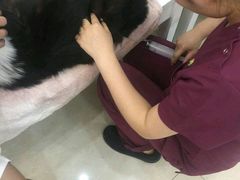 -瑞鹏宠物医院华南总院·夜诊·心脏科·骨科