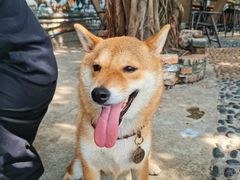 -柴犬高等学院·狗咖·柴犬售卖·宠物训练