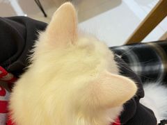 -IYO矮哟猫主题休闲馆·猫咖(南山店)
