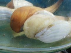 -烁佳海鲜大馅饺子
