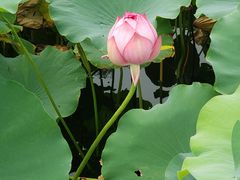 -莲花池公园