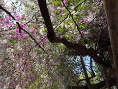 -深圳国际园林花卉博览园