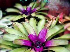 -东芭乐园