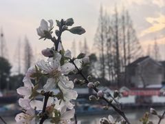-高东镇樱花园