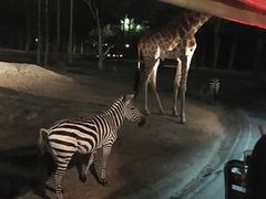-清迈夜间动物园