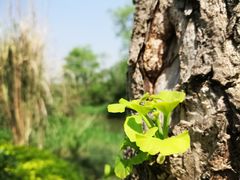 -白鹭湾湿地公园