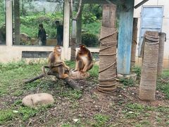 -合肥野生动物园