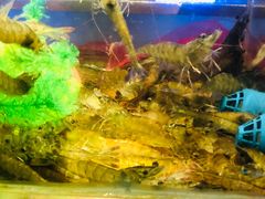 -V-ONE西雅图海鲜自助餐厅(仓山万达广场店)