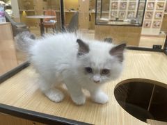 -袖虎猫馆(十亩地店)