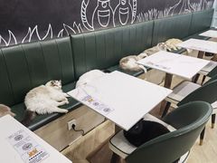 -安格丽娜·狗咖·猫咖羊驼咖(春熙路百盛商场店)