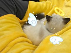 -Bastet sally猫舍购宠(静安店)