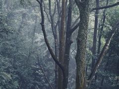 -鼎湖山风景区