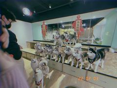 -Husky Go! 哈士奇体验馆·宠物咖啡厅狗咖