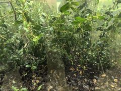 -上海昆虫博物馆