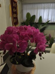-寇氏减肥