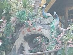 -西双版纳原始森林公园