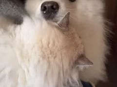 -纳吉亚猫专科动物医院博雅分院