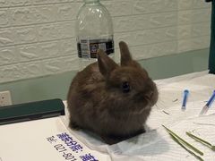 -雨林宠物医院 非犬猫异宠专科