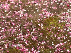 -香雪海