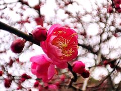 -杭州植物园
