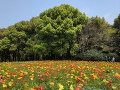 -上海共青森林公园