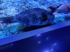 -海合安武汉极地海洋公园