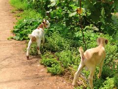 -马陆小张葡萄园农家乐