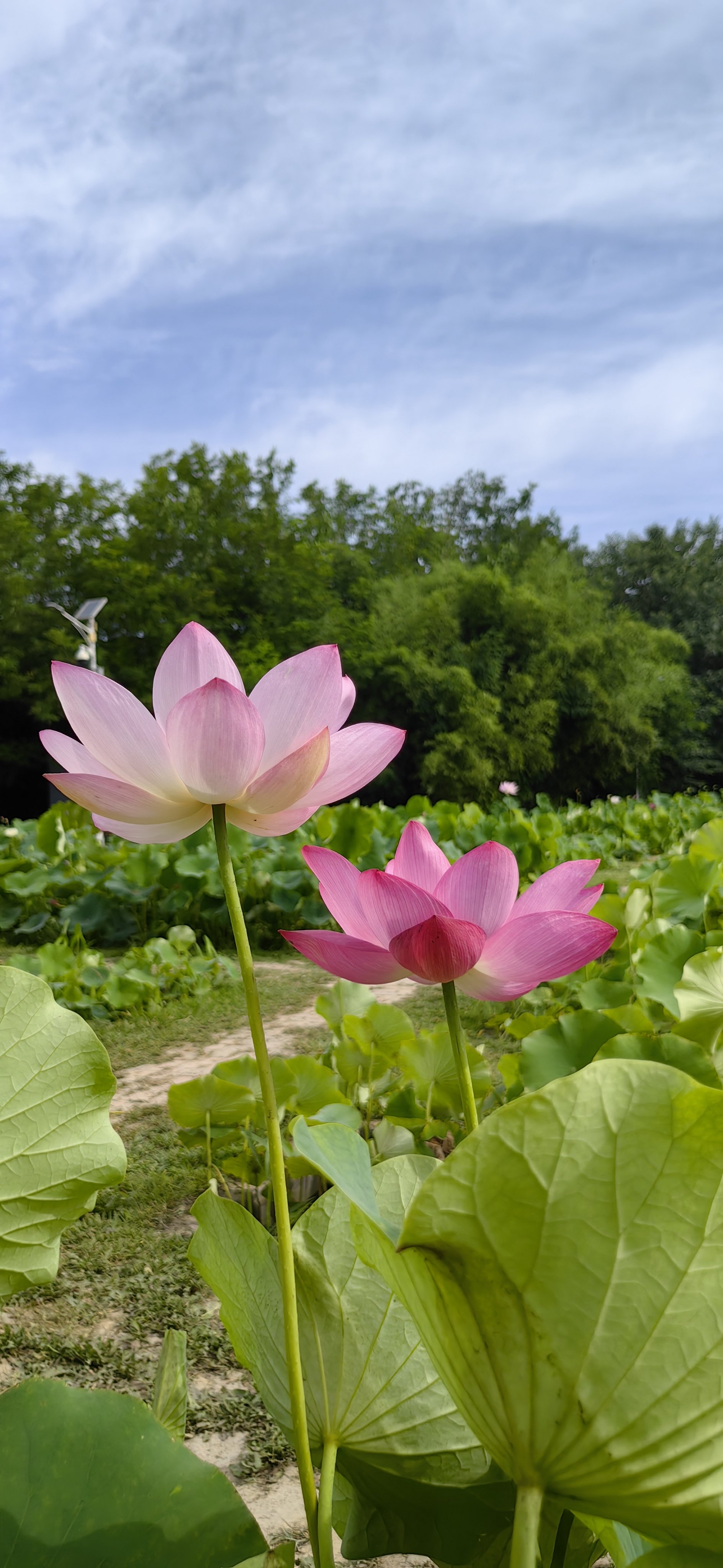 花的风景图片大全大图图片