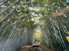 -海南热带野生动植物园