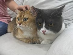 -爱洗澡的猫(天河路店)