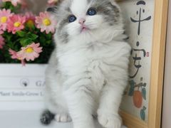 -小猫来了·猫舍(红山六九七九店)
