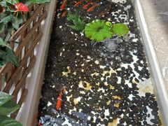 -太湖饭店玉兰厅(自助餐厅)