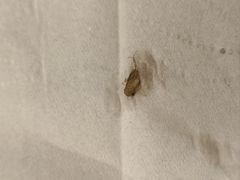 -西部马华清真兰州牛肉面·烧烤夜市(关东店)