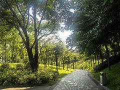 -王借岗森林公园