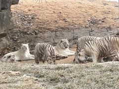 -北京野生动物园