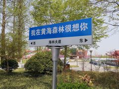 -黄海国家森林公园