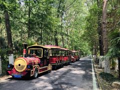 -合肥滨湖国家森林公园