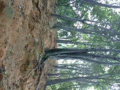 android_upload_pic-火炉山森林公园