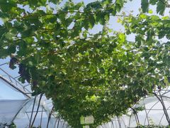 -金谷域澳洲庄园