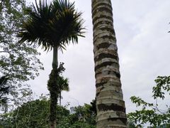 -海南槟榔谷黎苗文化旅游区