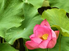 -福建鲤鱼洲酒店