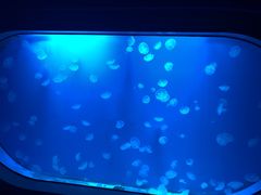 -福州罗源湾海洋世界旅游区