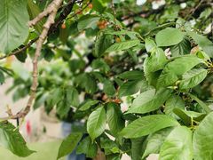 -高荡千年布依古寨旅游景区