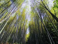 -石塘人家