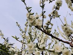 -康庄公园