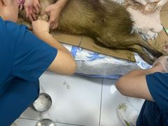 -嘉馨宠物医院·CT影像转诊·心脏科·犬猫全科诊疗中心(下沙大学城院区)