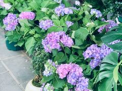 -溪岸路花鸟市场